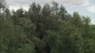 Framlingham Castle And Rise Up From Behind Trees
