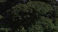 Holkham Hall Revealed From Behind Tree Sweeping Shot