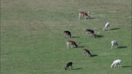 Deer And Stag Grazing In Thoresby Hall Grounds