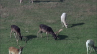 C/U Of Deer And Stag Grazing In Thoresby Hall Grounds - Pull Out To Show Hall