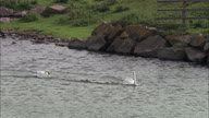 Swans Active On River Trent