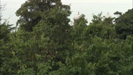 Doddington Hall Revealed From Behind Trees
