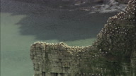 C/U Of Birds On Cliff Then Zoom Out To Flamborough Head Cliffs