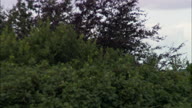 Durham Cathedral With Reveal From Behind Trees