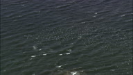 Hundreds Of Birds Flying Over Water