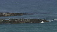 Colony Of Seagulls On Rocks, They Fly Away