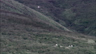 Running Stag On Exmoor