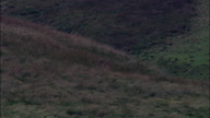 Running Stag On Exmoor