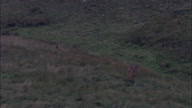Running Stag On Exmoor
