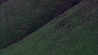 Running Stag On Exmoor