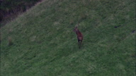 Running Stag On Exmoor