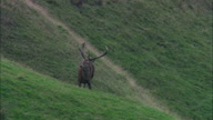 Stag On Exmoor
