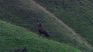 Stag On Exmoor