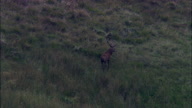 Stag On Exmoor