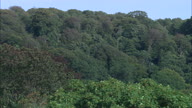 Tyntesfield House With Reveal From Behind Trees