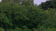 Reveal Kingston Lacy From Behind Trees