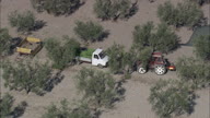 Olive Picking Activity Near Lucera