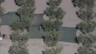 Olive Picking Activity Near Lucera