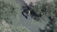 Olive Picking Activity Near Lucera