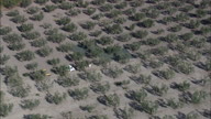 Olive Picking Activity Near Lucera