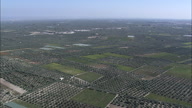 Pan Across Olive Groves In Flat Landscape