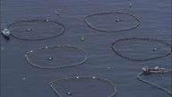 Tuna Farming  Circle Pens