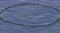 Close Of Tuna Farming Pens  Circle