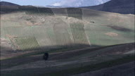 Fruit Trees And Fields On The Way To Trapani