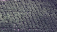 Citrus Trees Near Francofonte In Sicily