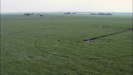 Watering Maize Crops
