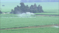 Watering Maize Crops