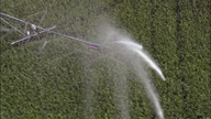 Watering Maize Crops