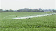 Watering Maize Crops