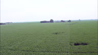 Flight Low Over Rows Of Maize