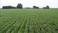 Flight Low Over Rows Of Maize