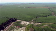 Flight Low Over Rows Of Maize