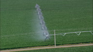 Watering Maize