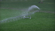 Watering Maize