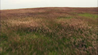 Flight Rising Over Wind Blown Grass In Spring Creek Prairie Centre