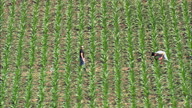 Haskell Agricultural Laboratory