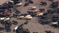 Stock Yard