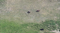 Rounding Up A Lone Cow And Calf
