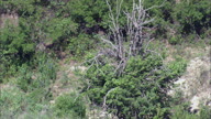 Rounding Up A Lone Cow And Calf