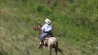 Rounding Up A Lone Cow And Calf