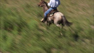 Rounding Up A Lone Cow And Calf