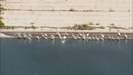 Pelicans Taking Off