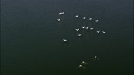 Pelicans Taking Off