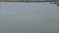 Pelicans Taking Off