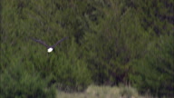 Bald Eagle In Flight