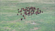 Driving Cattle Across The Grassland